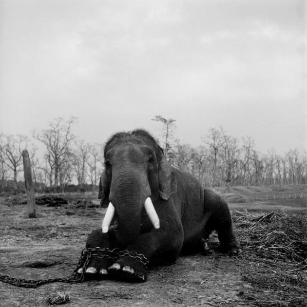 Conservation photography. © Patrick Brown.