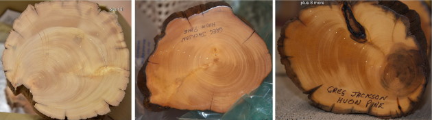 WoodRevisited2016-Huon-Pine-Mushroom-Bases-with-20-years-growth-marks1