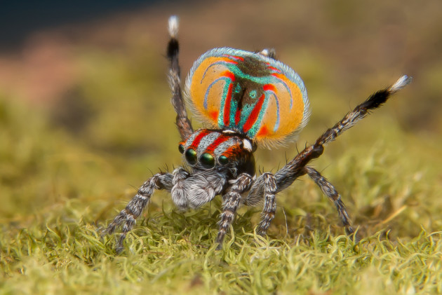 Maratus volans. Canon EOS 70D, Tamron 90mm f2.8 Macro lens coupled with a Raynox DCR-250, 1/80s @ f/20, 250 ISO, single shot, flash.