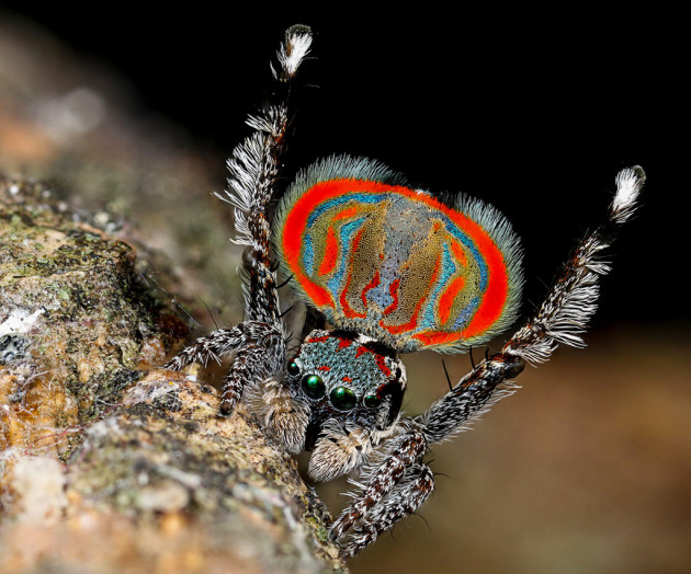 Maratus elephans. Canon EOS 70D, Canon MP-E 65mm f2.8 lens, 1/200s @ f9, ISO 100, handheld. Canon MT24EX macro twin light flash, diffused with 8mm packing foam. 131 images stacked in Photoshop.