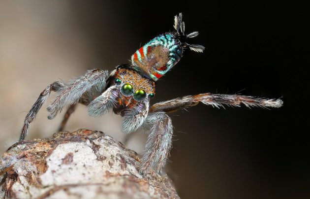 An undescribed species. Canon EOS 70D, Canon MP-E 65mm f/2.8 lens, handheld. MT24EX macro twin light flash, diffused with 8mm packing foam. Eighteen images stacked in Photoshop.