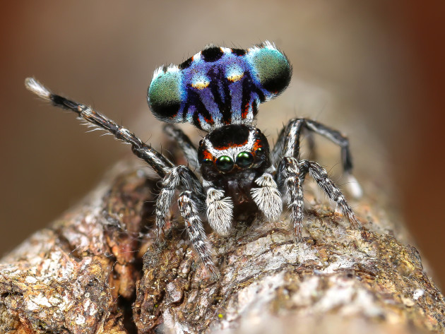 Maratus harrisi. Canon EOS 70D, Canon MP-E 65mm f2.8 lens, 1/160s @ f/8, ISO 100, handheld. MT24EX macro twin light flash, diffused with 8mm packing foam. Images stacked in Photoshop.