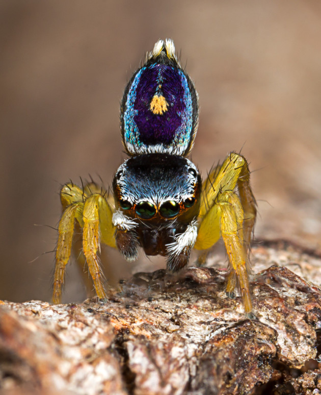 An undescribed species. Canon EOS 70D, Canon MP-E 65mm f2.8 lens, 1/100s @ f/11, ISO 100, handheld. Canon MT24EX macro twin light flash, diffused with 8mm packing foam. Ten images stacked in Photoshop.