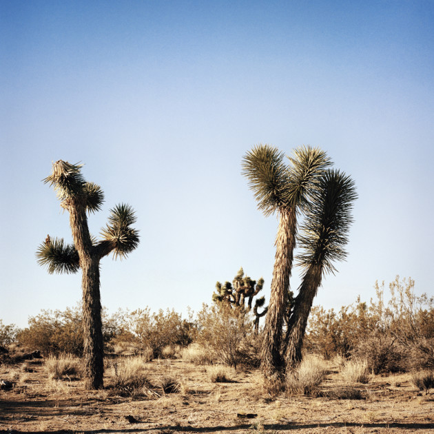 Joshua Tree. © Christine Francis.