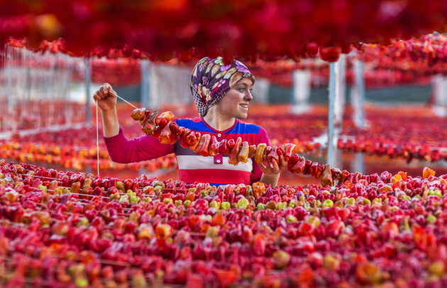 © Zeki Yavuzak. 
3rd Prize – Life in Colur category. In Aydin, Turkey, red peppers, eggplants and zucchinis are string-dried in the summer in preparation for the cold winter months. Women, teenagers and children work this delicate and careful job as a way of earning extra money in the summer - a common practice in that part of the country. The girl in the photograph is a local high school student who works this job as a means of helping her family as well as saving money for the school year ahead.