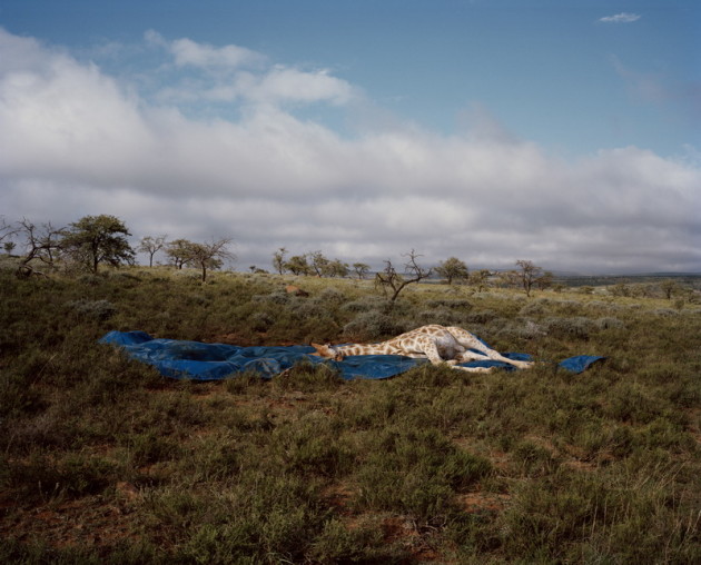 Head On Landscape Prize - 1st Place - David Chancellor. “The Fallen. There's a moment between life and death, sleeping and waking that passes in an instant. For the briefest of moments one can see the beast at peace, calm and in a world that only he inhabits. All the chaos and trauma that went before is no longer bothersome; whilst vets regroup or hunters high five he waits patiently for life to start once more, or for some this is the end, and as I watch, the eye no longer is the gateway to the soul, but rather a reflection of the sky.”
