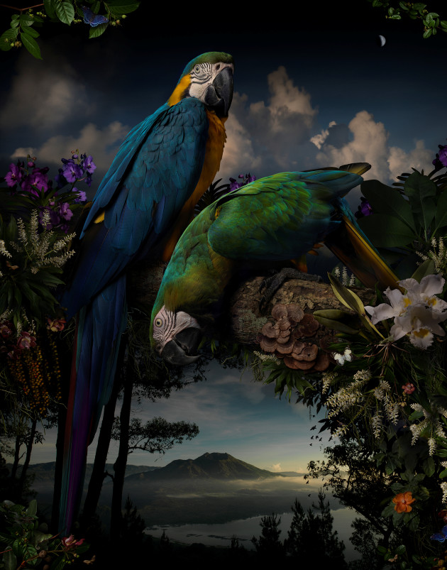 Florilegium#1 2014, from the series, Florilegium. Pigment ink-jet print, 127 x 100cm, courtesy of the artist and Michael Reid Gallery (Sydney). © Joseph McGlennon.