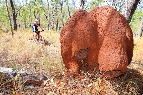 Davies Creek is only a short distance inland from Cairns but the difference in Scenery is startling.