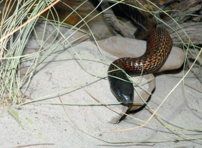 Snakes have given many mountain bikers a fright.
