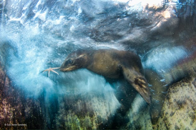 Star player, Luis Javier Sandoval, MEXICO, Winner, Impressions.
As soon as Luis slipped into the water, the curious young California sea lions came over for a better look. He had arrived the night before at the island of Espíritu Santo in the Gulf of California, sleeping aboard his boat so that he would be ready to dive at sunrise. He had in mind a picture that needed warm light, a slow shutter speed and friendly subjects. One of the pups dived down, swimming gracefully with its strong fore-flippers (sea lions are also remarkably agile on land, since they can control each of their hind‑flippers independently). It grabbed a starfish from the bottom and started throwing it to Luis. ‘I love the way sea lions interact with divers and how smart they are,’ says Luis. The youngsters often use games to hone their skills, especially fishing techniques.