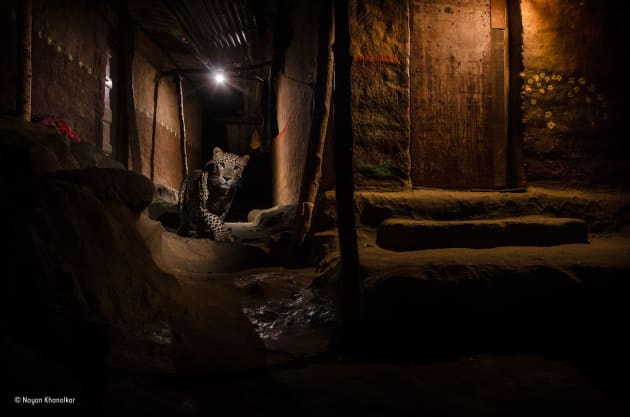 The alley cat, Nayan Khanolkar, India, Winner, Urban.
At night, in the Aarey Milk Colony in a suburb of Mumbai bordering Sanjay Gandhi National Park, leopards slip ghost-like through the maze of alleys, looking for food (especially stray dogs). The Warli people living in the area respect the big cats. Despite close encounters and occasional attacks (a particular spate coinciding with the relocation of leopards from other areas into the park), the cats are an accepted part of their lives and their culture, seen in the traditional paintings that decorate the walls of their homes. Nayan was determined to use his pictures to show how things can be different with tolerance and planning.
