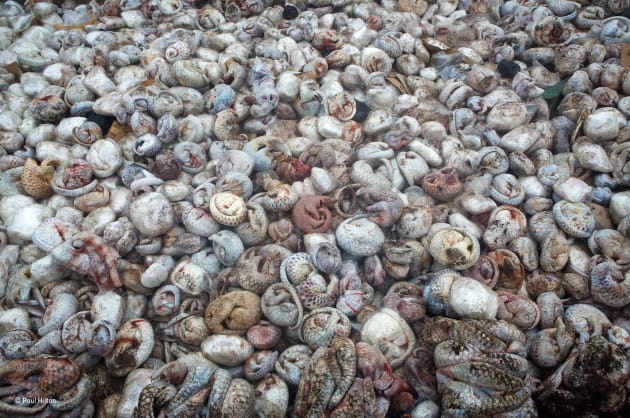 The pangolin pit, Paul Hilton, UK/AUSTRALIA, Winner, The Wildlife Photojournalist Award: Single image. Nothing prepared Paul for what he saw: some 4,000 defrosting pangolins (5 tons) from one of the largest seizures of the animals on record. They were destined for China and Vietnam for the exotic‑meat trade or for traditional medicine (their scales are thought, wrongly, to treat a variety of ailments). Pangolins have become the world’s most trafficked animals, with all eight species targeted. This illegal trade, along with habitat loss and local hunting, means that the four Asian species are now endangered or critically endangered, and Africa’s four species are heading that way. These Asian victims, mostly Sunda pangolins, were part of a huge seizure – a joint operation between Indonesia’s police and the World Conservation Society – found hidden in a shipping container behind a façade of frozen fish, ready for export from the major port of Belawan in Sumatra.