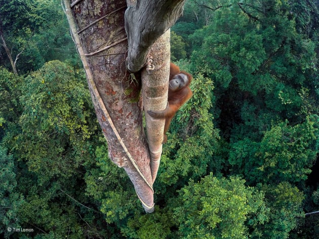 Entwined lives, Tim Laman, USA, Winner/
A young male orangutan makes the 30-metre (100-foot) climb up the thickest root of the strangler fig that has entwined itself around a tree emerging high above the canopy. The backdrop is the rich rainforest of the Gunung Palung National Park, in West Kalimantan, one of the few protected orangutan strongholds in Indonesian Borneo. The orangutan has returned to feast on the crop of figs. He has a mental map of the likely fruiting trees in his huge range, and he has already feasted here. Tim knew he would return and, more important, that there was no way to reach the top – no route through the canopy – other than up the tree. But he had to do three days of climbing up and down himself, by rope, to place in position several GoPro cameras that he could trigger remotely to give him a chance of not only a wide‑angle view of the forest below but also a view of the orangutan’s face from above. GoPro HERO4 Black; 1/30 sec at f2.8; ISO 231.