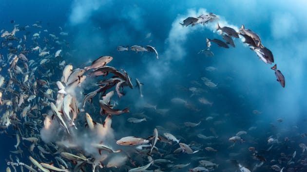 Snapper party, Tony Wu, USA, Winner, Underwater.
For several days each month (in tandem with the full moon), thousands of two‑spot red snappers gather to spawn around Palau in the western Pacific Ocean. The action is intense as the fish fill the water with sperm and eggs, and predators arrive to take advantage of the bounty. Having read about the drama, Tony couldn’t understand why there were so few photos of it – until he hit the water there for the first time, in 2012. The currents were unrelenting – ideal for eggs to be swept swiftly away but a struggle for him to keep up with the fast‑moving fish. Also, the light was low, and the water was clouded with sperm and eggs. That first attempt failed, but he has returned every year to try to capture the event. Noticing that the spawning ran ‘like a chain reaction up and down the mass of fish’, his success finally came when he positioned himself so that the action came to him.