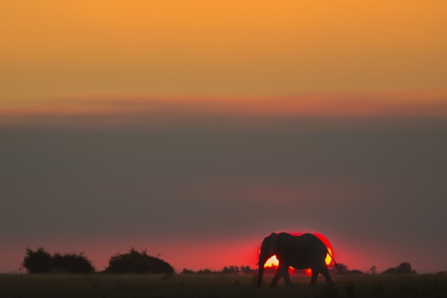 Waiting patiently until this bull elephant walked in front of the glowing ball of a setting sun before clicking the shutter paid off in this quintessential wildlife/landscape shot of an African dusk. Canon EOS 5D Mark III, 100mm to 400mm f4-5.6 zoom lens + 1.4x converter, 1/400s @ f8, -1EV, ISO 640.