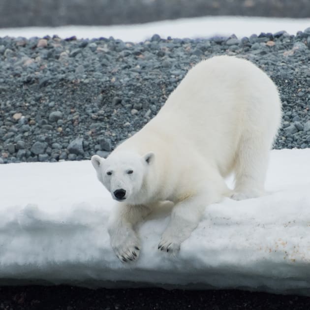 By using the correct metering and exposure in-camera, this polar bear image needed little more than some sharpening and a small amount of highlight removal in Lightroom.