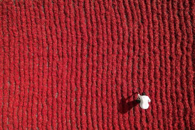 Guntur, India. PHOTOGRAPH BY AUROBIRD, 2017 THE PHOTOGRAPHERS OF DRONESTAGRAM