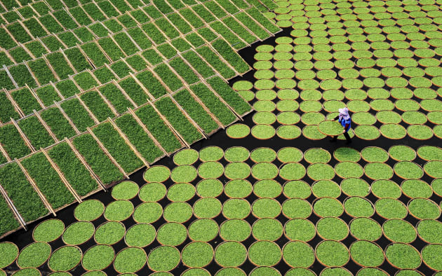 On April 2, 2016, fujian fuding, tea farmers of green coffees which scene. Copyright: © Fanjing Lu, China, Shortlist, Open, Travel, 2017 Sony World Photography Awards