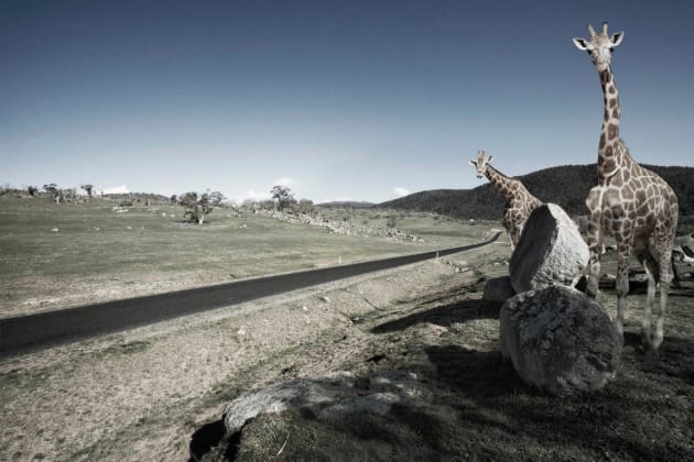 Wild Thing. Personal work. © Julian Watt.