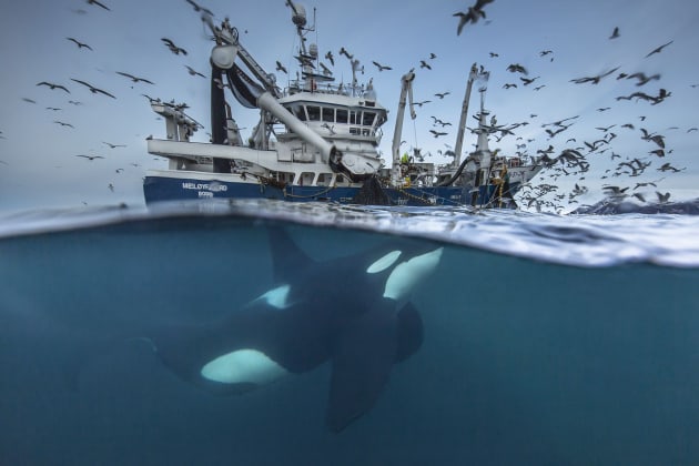 A killer whale lurks in the water beneath a fishing boat, waiting to feast on the herring that are squeezed out of the nets. (Image by Audun Rikardsen)