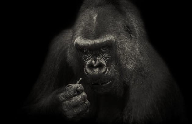 © Jennifere Thompson.