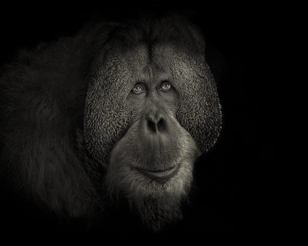 © Jennifere Thompson.