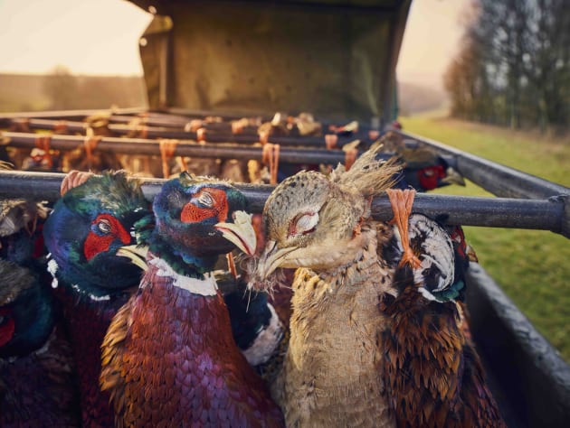 MATTHEW THOMAS (UK) PHEASANTS AT SUNSET