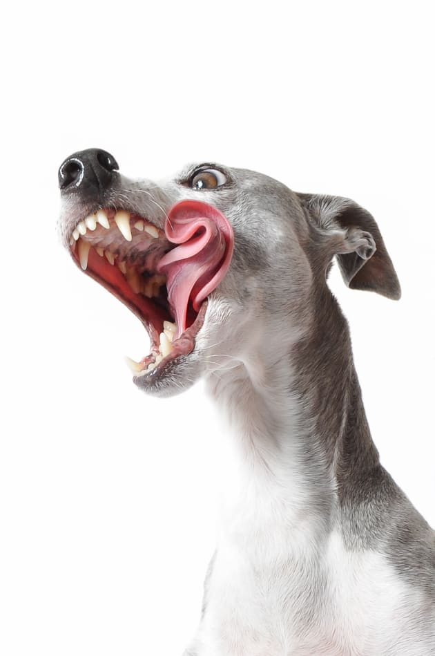 I set up a last minute photo shoot in my small apartment, while dog-sitting my sister's Italian Greyhound, Maximus. He wouldn't sit still so I bribed him with treats and captured this shot of him chewing. Copyright: © Stacy Anguiano Cain, United States of America, Shortlist, Open, Motion, 2017 Sony World Photography Awards.