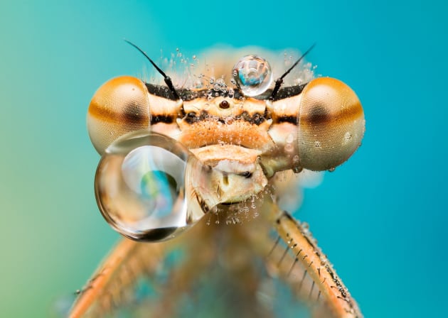 Picture of dew soaked damselfly was taken early morning when ambient environmental temperature is too low and insect mobility is limited. Final image is stacked from 5 exposures. Used camera EOS 70D + MP-E lens, handheld. Copyright: © Frantisek Dulik, Slovakia, Commended, Open, Wildlife, 2017 Sony World Photography Awards.