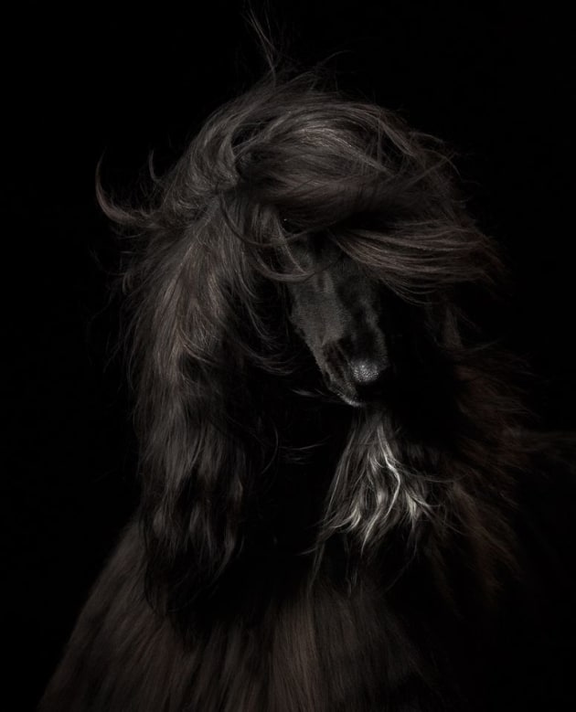 An Afghan Hound flicks her long hair (Anastasia Vetkovskaya)