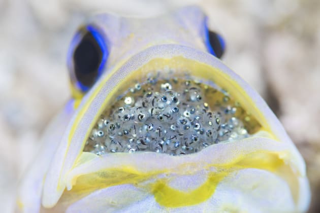 A Yellowhead Jawfish mouth broods its future offspring. The eyes on each egg are clearly visible and indicate that the eggs are almost ready to be released after a 5-10 day brooding period. The father takes on the role of guardian during this period of incubation and will forsake his own sustenance in order to give them the best chance of surviving. Shot in Saint Lucia. Copyright: © Henley Spiers, United Kingdom, Commended, Open, Wildlife, 2017 Sony World Photography Awards