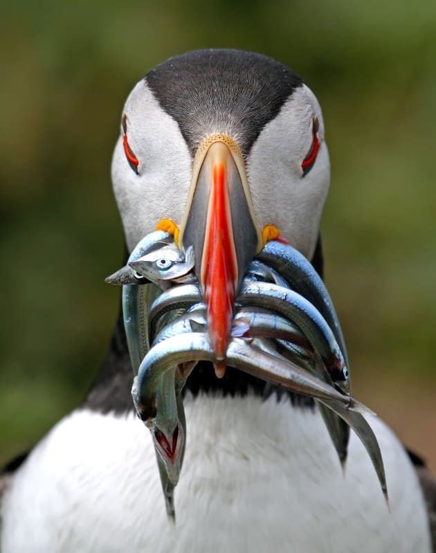 A puffin with a mouthful of sandeels taken this June on a trip to Skomer Island in Wales. Copyright: © Nigel Hodson, United Kingdom, Shortlist, Open, Wildlife, 2017 Sony World Photography Awards.