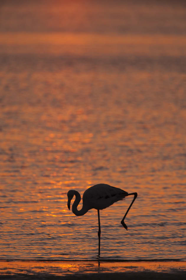 Resist the temptation to fill the frame with silhouetted subjects. Your subjects can look dense and heavy. Allow the silhouetted outline room within your composition for maximum effect as in this shot of a greater flamingo at dusk. Canon EOS 1Ds Mark II, 500mm f4 lens + 1.4x converter, 1/800s @ f/7.1, -1EV, ISO 320.