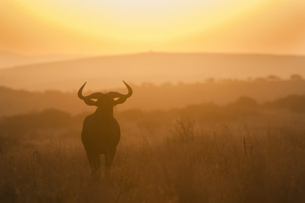 Clipped highlights and bright hotspots can be an issue when shooting in the light at sunset. If you don’t always get the correct exposure in camera you can often correct the raw image on computer by subtly adjusting the exposure sliders. Canon 1Ds Mark II, 300mm f4 lens, 1/1000s @ f/6.3, -2/3EV, ISO 400.