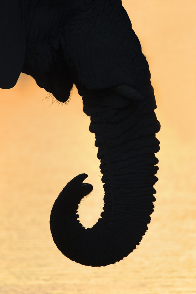 Subjects with distinct and recognizable outlines like this close up of an elephant’s trunk are ideal candidates for backlit images. Canon EOS 1DX, 500mm f4 lens + 1.4x converter, 1/800s @ f/5.6, -2/3EV, ISO 800.