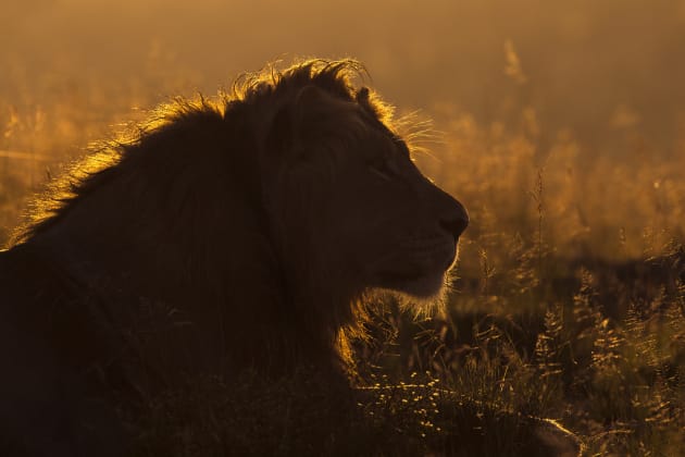 The unmistakable outline of a male lion makes a great subject for backlit treatment particularly when the tufts of his magnificent mane allow the sweet light to shine right through emphasizing that majestic profile. Canon EOS 1DX, 500mm f4 lens, 1/1600s @ f/10, -1/3EV, ISO 400.