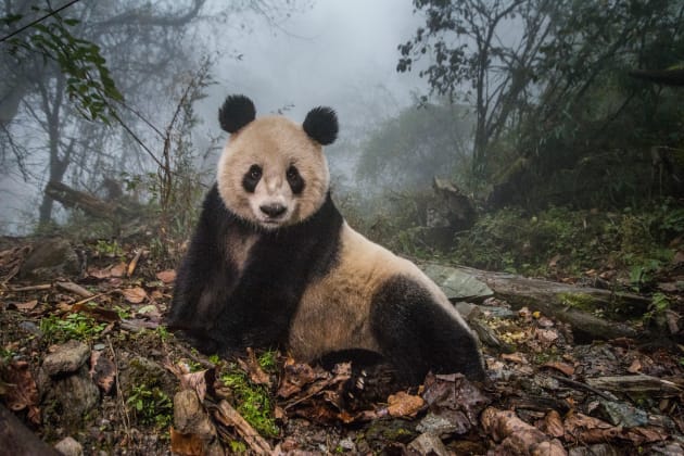 Photographer: Ami Vitale, Category: Magazine/Editorial. Pandas, once dangerously close to extinction, are being sent back to the wild. Following China’s massive captive-breeding program, this series shows the next step in the attempt to save the country’s 'most famous ambassador.'