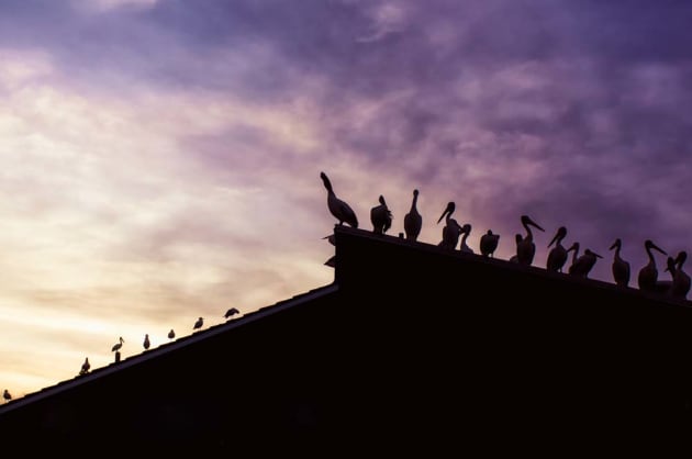 Birds at sunset by Anna Sokolovskaya