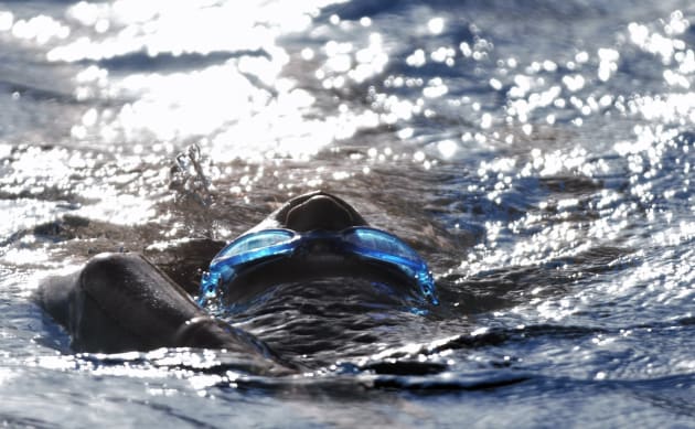 'Aqua Blue' by Emma McPherson
