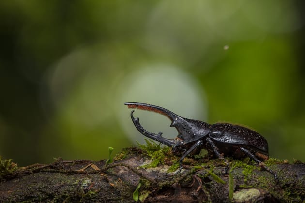 Hercules Beetle, lowland rainforest, Costa Rica
Canon 5DsR, Sigma 150-600 mm zoom lens, tripod, f/8, 1/30, ISO 100, one flash off-camera, small softbox