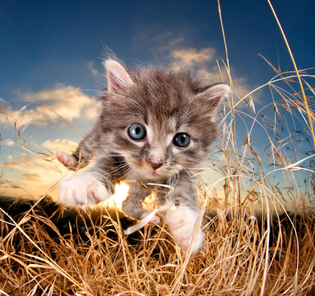 Bam Bam. © Seth Casteel