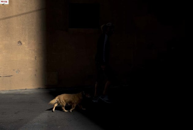 Dog Gone by Catherine Matthys