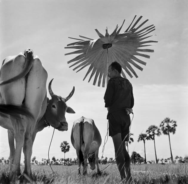 Farmer shading himself as he looks after his grazing cows. Cambodia. 1952 © Werner Bischof /Magnum Photos. “Recently I’ve been thinking too much; I have doubts about my work. I am the kind of person who loves to make great photo-essays, and I will never stop doing so, because only these essays can help me to understand the social circumstances in a particular country. I have to create something whole, find a means by which I can express all of my sentiments and experiences. I could assemble a book out of all my stuff, maybe create an exhibition or a movie? We’ll see.” Werner Bischof in a letter to his wife, Rosellina, in 1952. He sent this letter from Indochina to Zürich, when he was fed up working for the press.