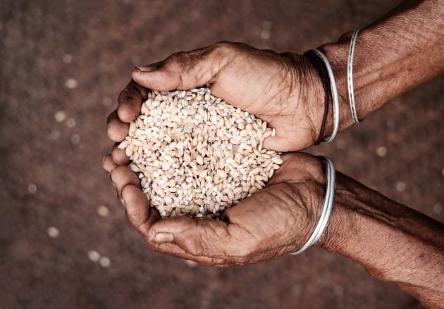 Rice is the staple food and crop for the Lai Tu Chin people. Fujifilm X-T1, 56mm f/1.2 lens, 1/1500s @ f/1.2, ISO 200. Classic Chrome film simulation, white balance and sharpness adjusted in Lightroom.