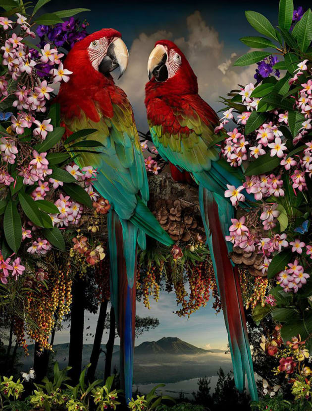 Florilegium #10, 2016. Giclée digital print on Archival Hahnemuhle Fine Art Paper. Image © Joseph McGlennon.