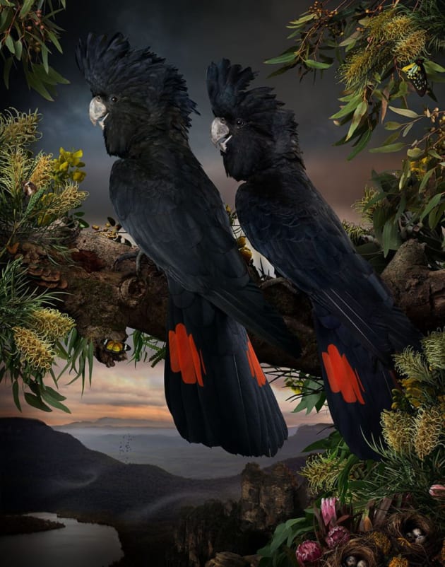 Florilegium #11, 2016. Giclée digital print on Archival Hahnemuhle Fine Art Paper. Image © Joseph McGlennon.
