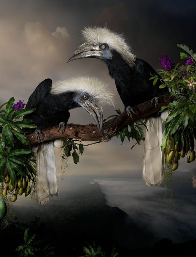Florilegium #4, 2016. Giclée digital print on Archival Hahnemuhle Fine Art Paper. Image © Joseph McGlennon.