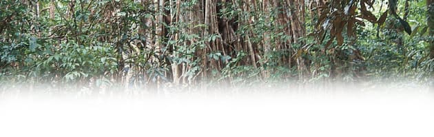 Forest48.jpg