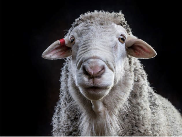 A resident of the Where Pigs Fly farm animal rescue sanctuary. © Gary Sheppard.