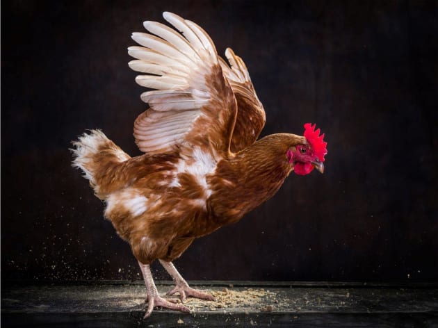 A resident of the Where Pigs Fly farm animal rescue sanctuary. © Gary Sheppard.